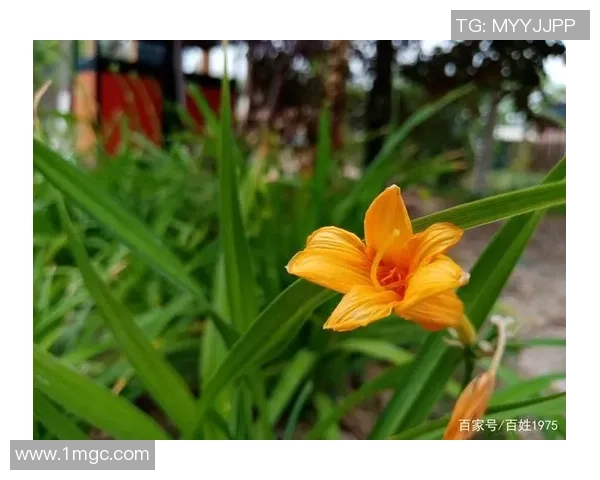 何思雨：在风雨交加中绽放的坚韧与希望之花